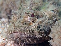 Scorpionfishe are masters of camouflage, they lie motionless blending with the background